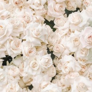 Meet your Posher, Lucas